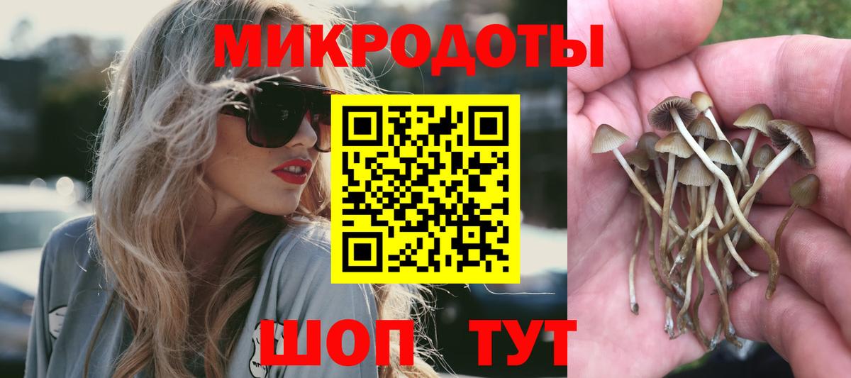 Псилоцибиновые грибы Psilocybe Шадринск